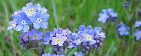 勿忘我花花语是什么