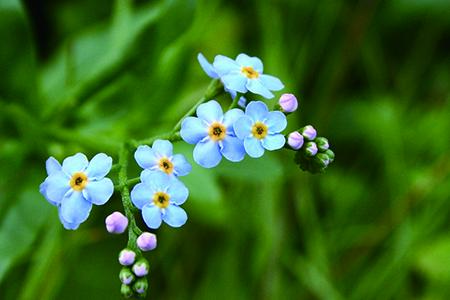 勿忘我花花语是什么