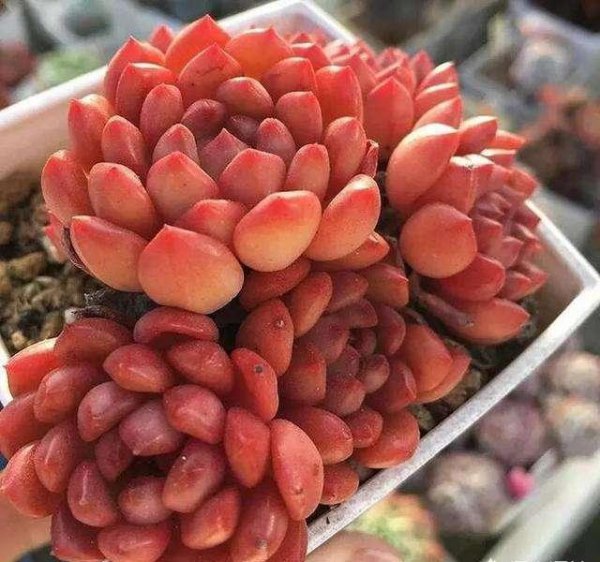 多肉怎样养出颜色