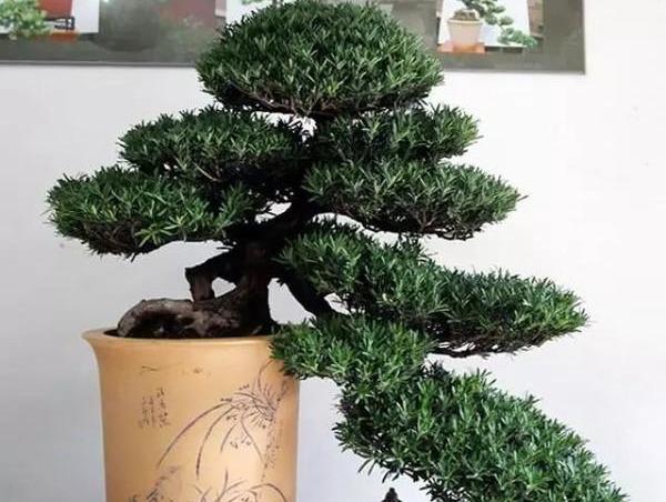 罗汉松盆景怎么养