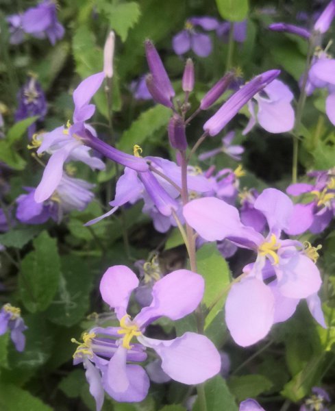 二月兰寓意及花语