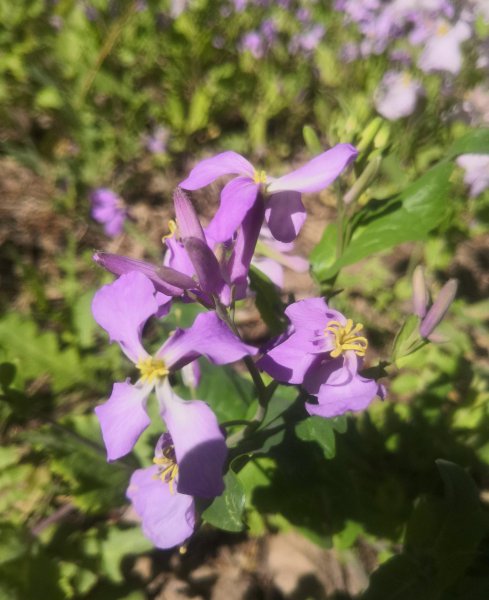 二月兰寓意及花语