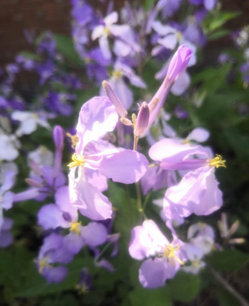 二月兰寓意及花语