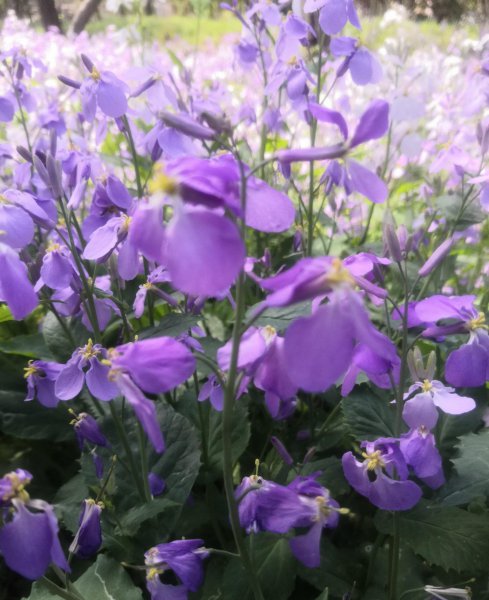 二月兰寓意及花语