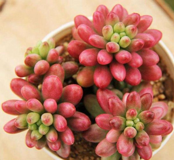 虹之玉好养吗