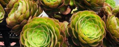 多肉植物怎么养才能叶片肥厚 多肉日常养护知识