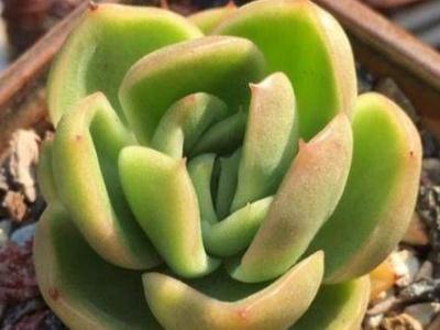 多肉植物怎么养才能叶片肥厚