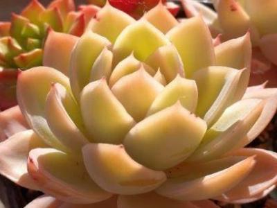 多肉植物怎么养才能叶片肥厚