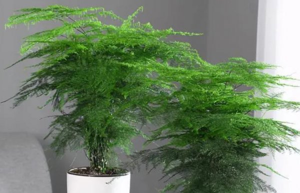 什么花草净化空气效果最好