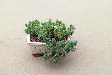 薄雪万年草怎么养