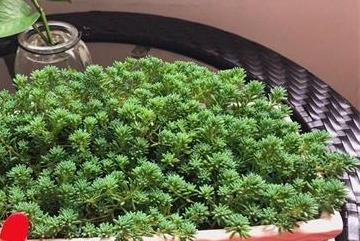薄雪万年草怎么养