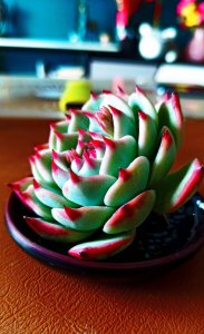 石莲花多肉植物怎么养 详解石莲花多肉养护小妙招