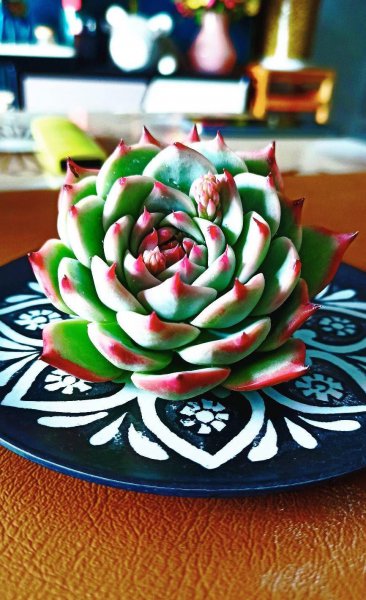 石莲花多肉植物怎么养