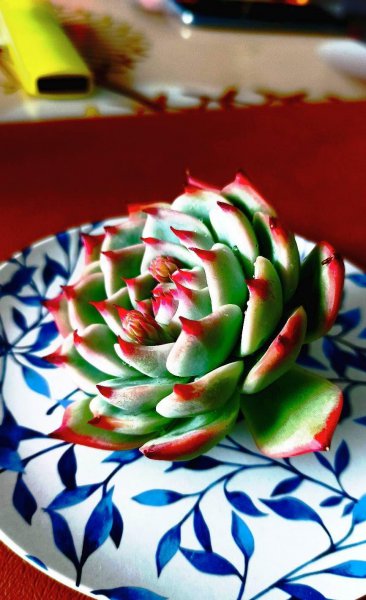 石莲花多肉植物怎么养