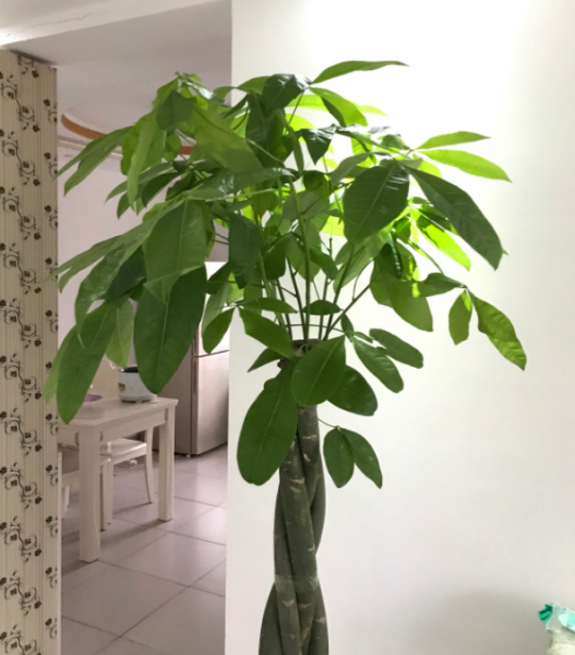 什么绿植适合客厅又好养