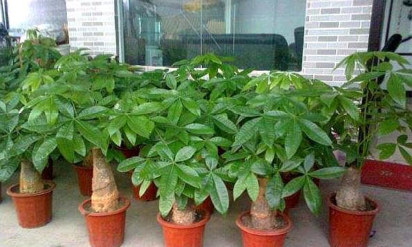 什么绿植适合客厅又好养