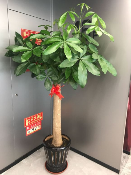 什么绿植适合客厅又好养