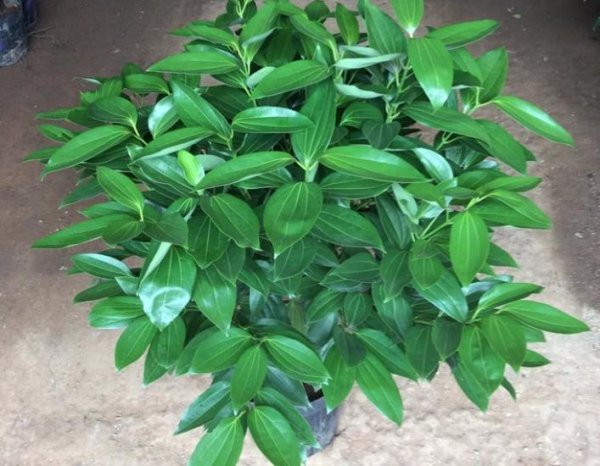什么绿植适合客厅又好养