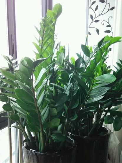 什么绿植适合客厅又好养