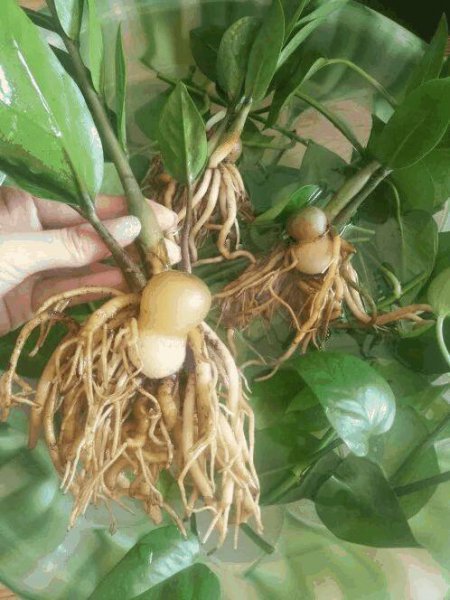 什么绿植适合客厅又好养