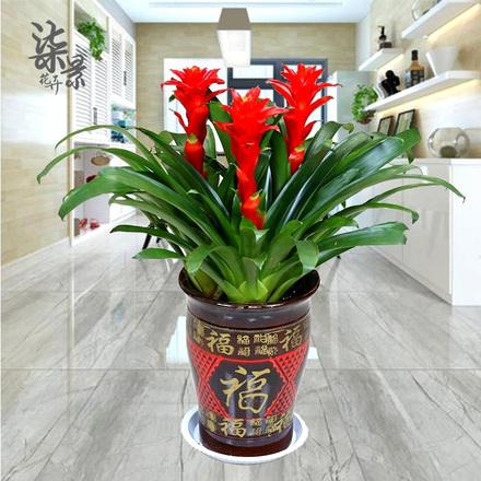 什么绿植适合客厅又好养
