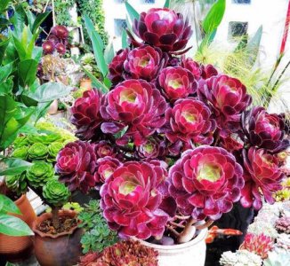 魔法师多肉植物怎么养 多肉植物养护知识