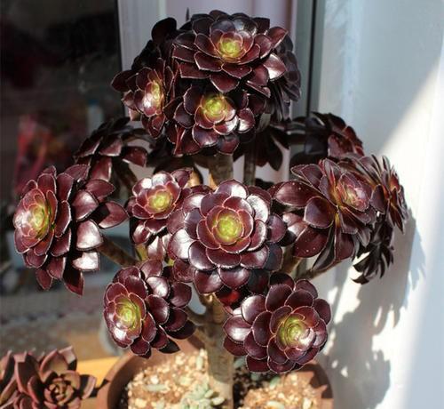 魔法师多肉植物怎么养