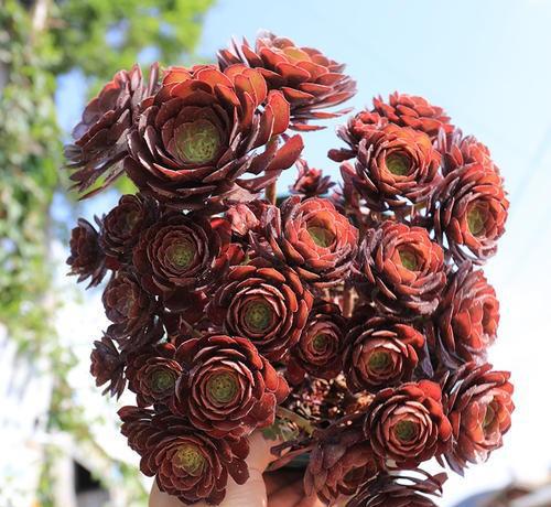 魔法师多肉植物怎么养