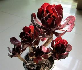 魔法师多肉植物怎么养