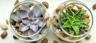 多肉植物怎么养 养多肉植物的方法和注意事项