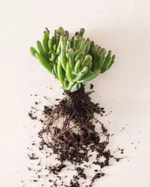 多肉植物怎么养