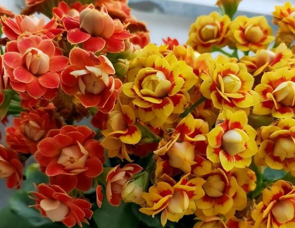 长寿花怎么养比较好