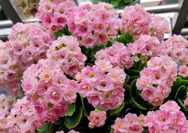 长寿花怎么养比较好