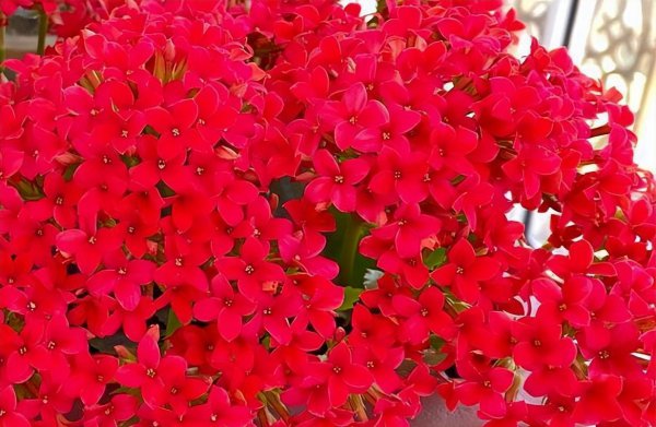 长寿花怎么养比较好