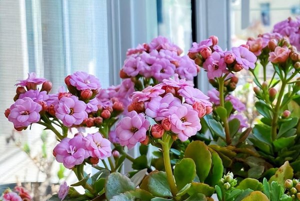 长寿花怎么养比较好