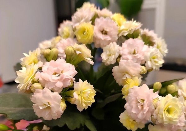 长寿花怎么养比较好