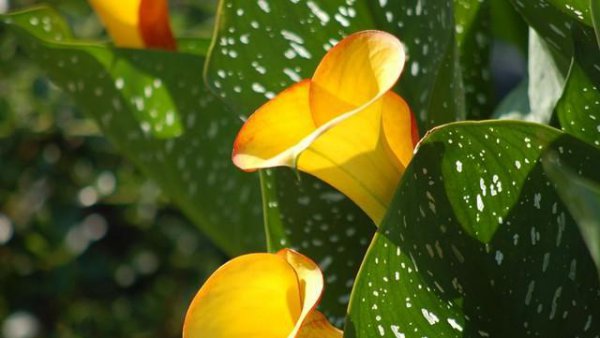 橙色马蹄莲花语含义