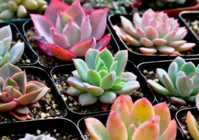 多肉怎么养好 多肉植物的养护与管理