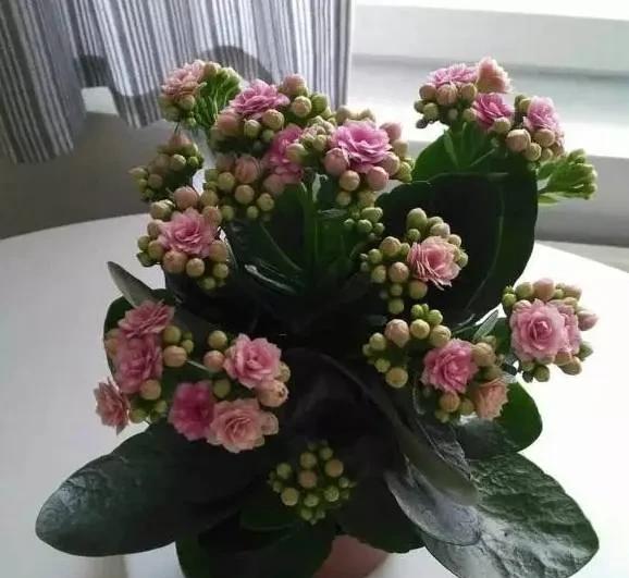 长寿花怎样繁殖