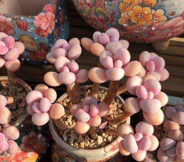 栽多肉用什么土最好