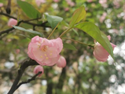 西府海棠花花语是什么 西府海棠的象征意义