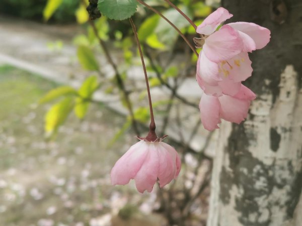 西府海棠花花语是什么