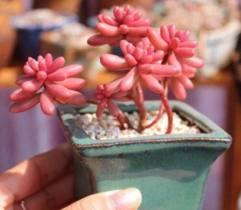 虹之玉锦怎样才能养好 虹之玉锦养护要点