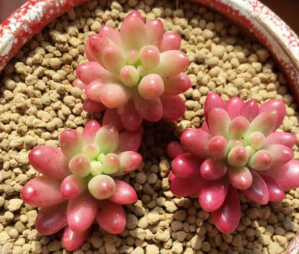 虹之玉锦怎样才能养好