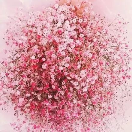 满天星花的花语是什么