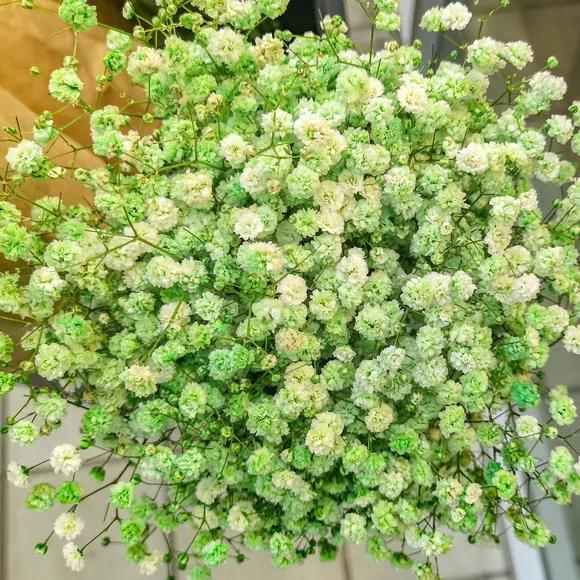 满天星花的花语是什么