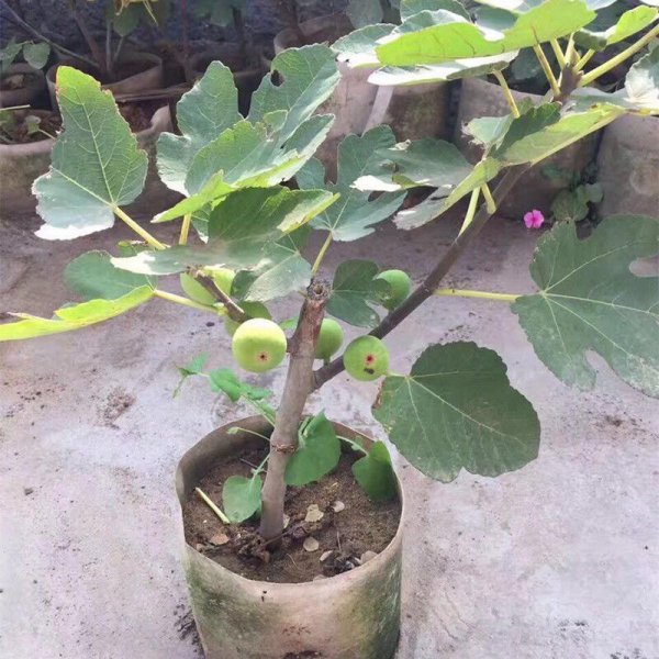 无花果盆栽怎么养