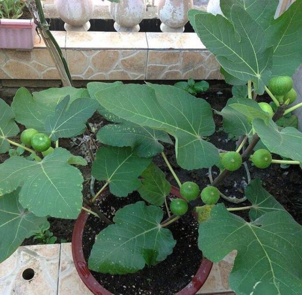 无花果盆栽怎么养