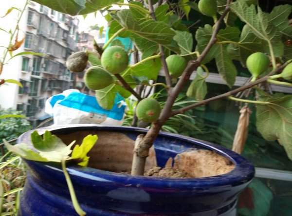 无花果盆栽怎么养