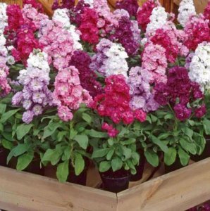 紫兰花代表什么象征意义 紫兰花寓意及花语